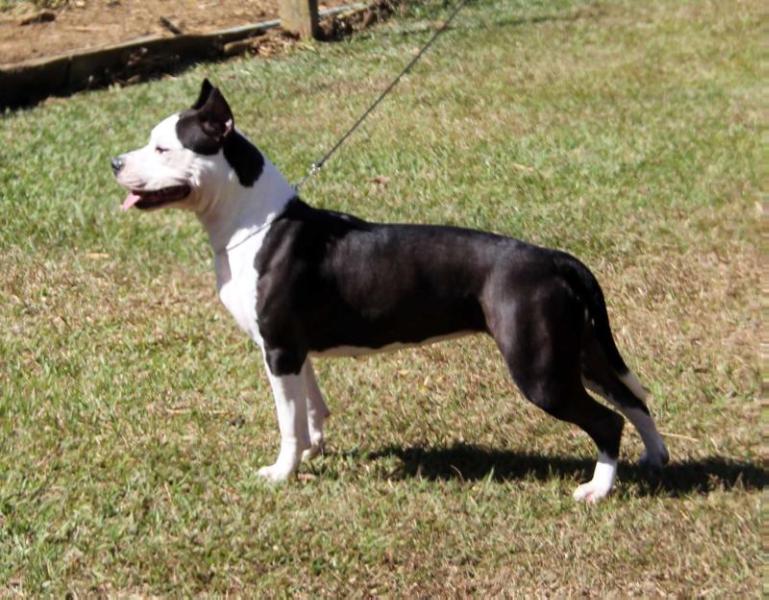 Amstaff Camarilha "Eva" Eden's Flower | American Staffordshire Terrier 