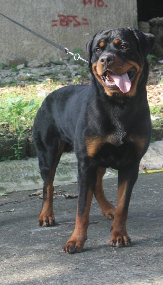 Hero Horus Berg | Rottweiler 