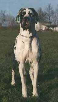 Genny-A Del Castello Delle Rocche | Great Dane 