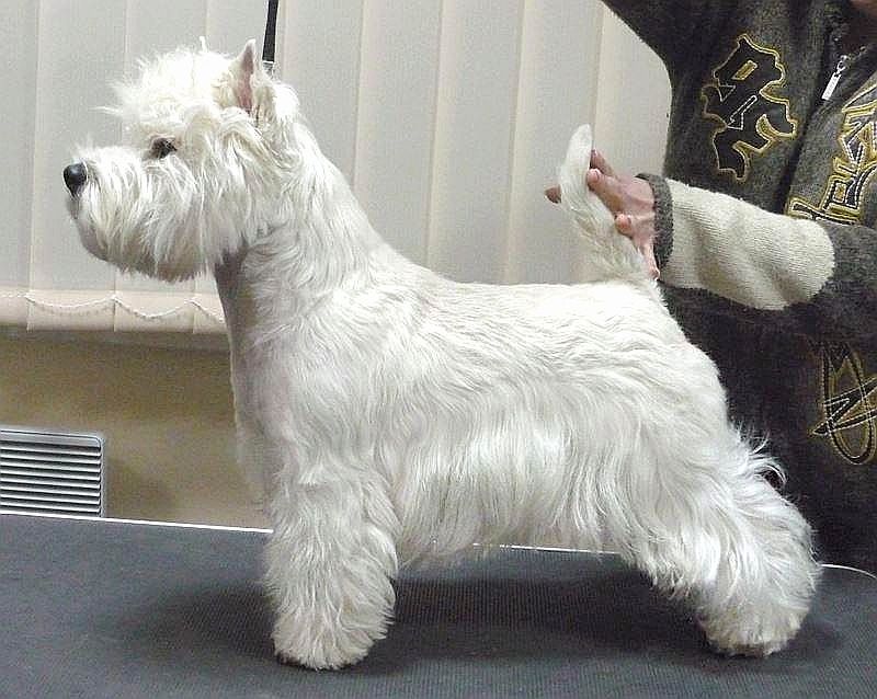 Gorwin Gilgamesh | West Highland White Terrier 