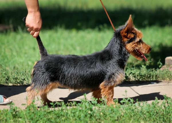 Dzhoster iz Zvezdnogo Grafstva | Australian Terrier 