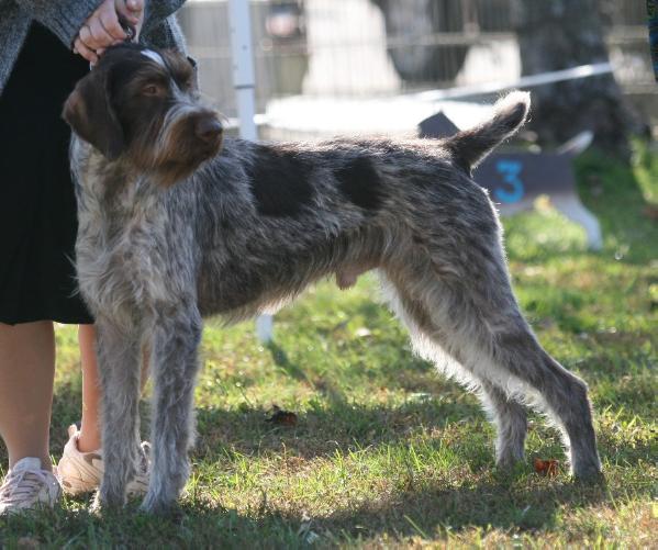 Blueline Drivin' Me To Drink | German Wirehaired Pointer 