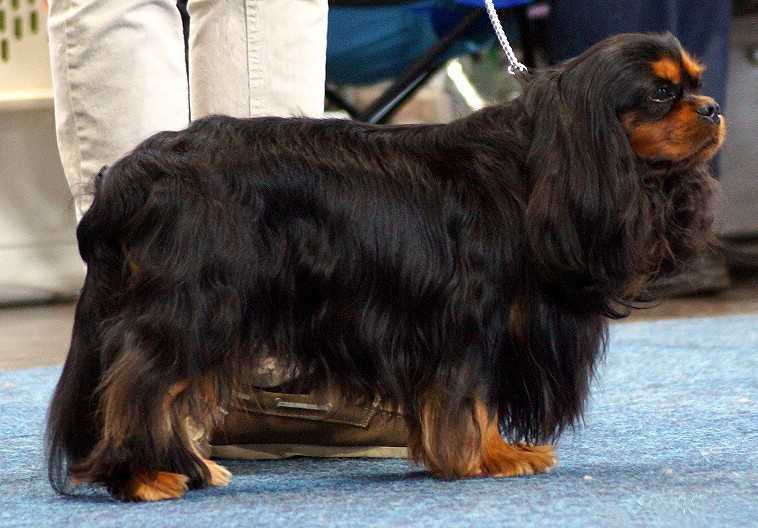 Rabymar Top Gun | Cavalier King Charles Spaniel 