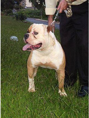 Boris JDJ da Terra de Santa Cruz | American Bulldog 