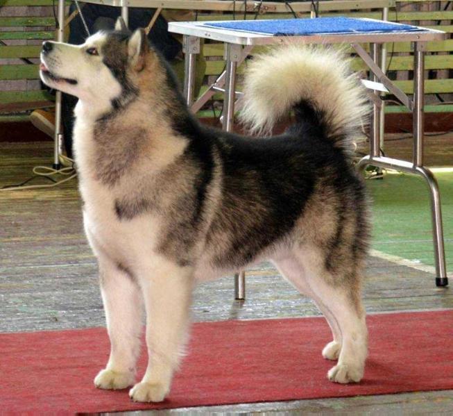 MYSTIC MAGNI Illa Kuvianartok | Alaskan Malamute 