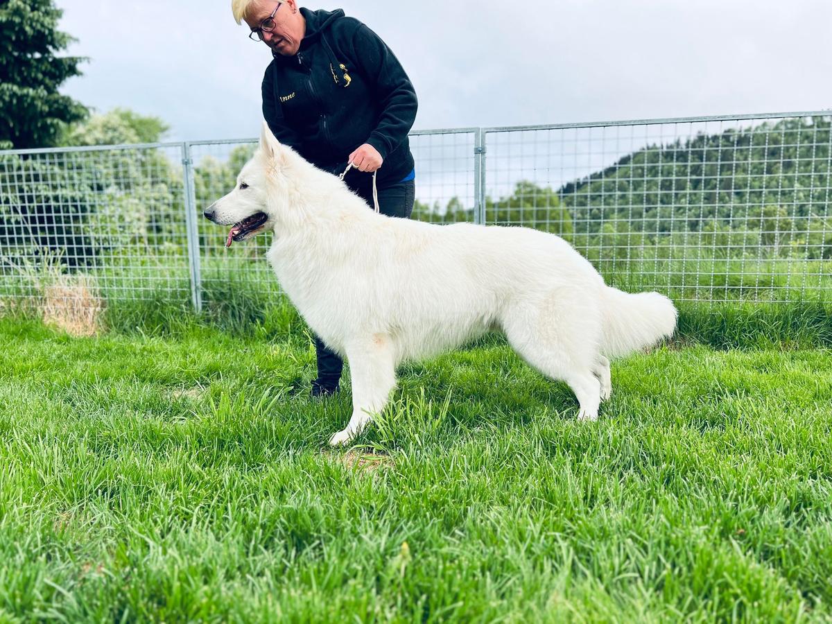 Artero av White Rewyr | White Swiss Shepherd Dog 