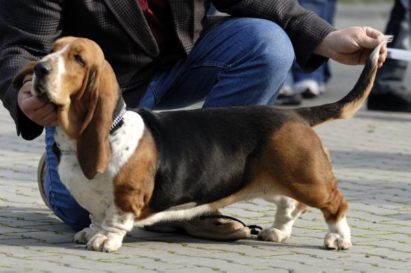 BELLA GLOOMY CLOWN | Basset Hound 