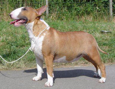 Gimar Scarlet O'Hara At Llanwenarth | Bull Terrier 