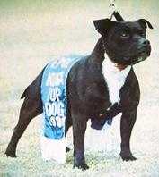 The Brown Bomber Of Westmax | Staffordshire Bull Terrier 