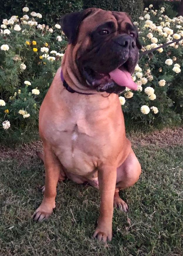 Zlata Russkaya Knyazhna iz Olimpic City | Bullmastiff 