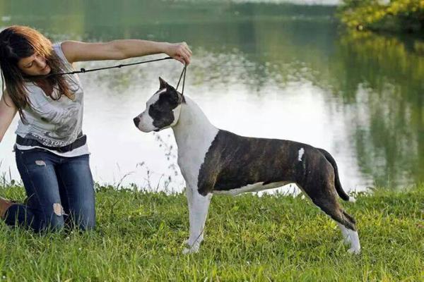 Coconut Pie DP Of Bazo-Town | American Staffordshire Terrier 