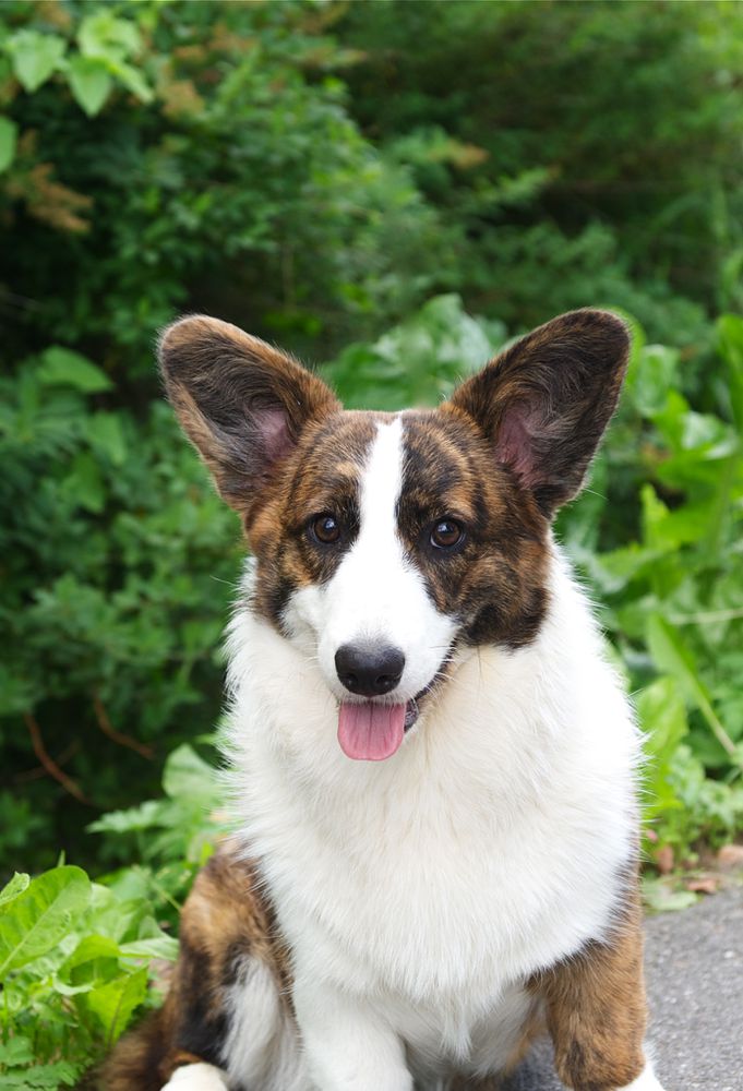 TIM PRIDE MATILDA | Cardigan Welsh Corgi 