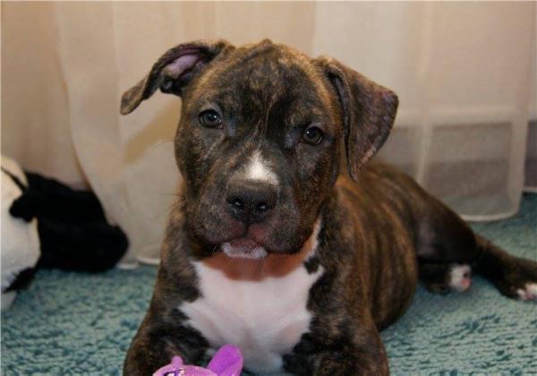 Future Reward For Fly To Win | American Staffordshire Terrier 