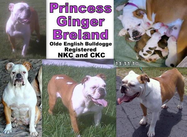 Hunterlair's princess Ginger | Olde English Bulldogge 