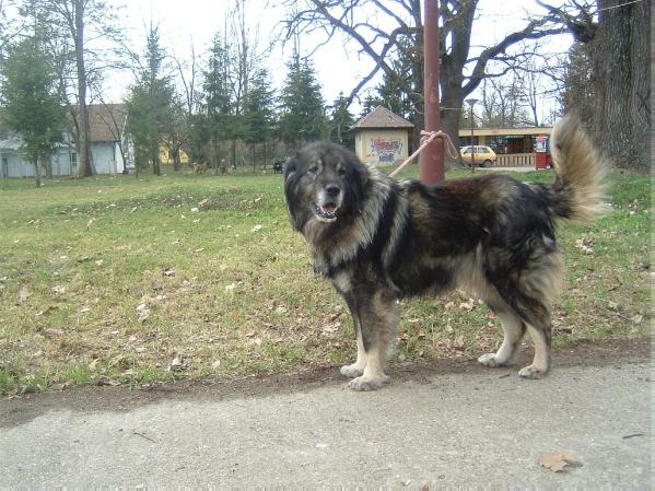 AnCi (JR 701485 SO) | Yugoslavian Shepherd Dog-Sarplaninac 