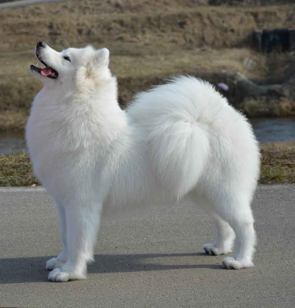 Jurassic Yed AMANDI GOLDEN STYLE | Samoyed 