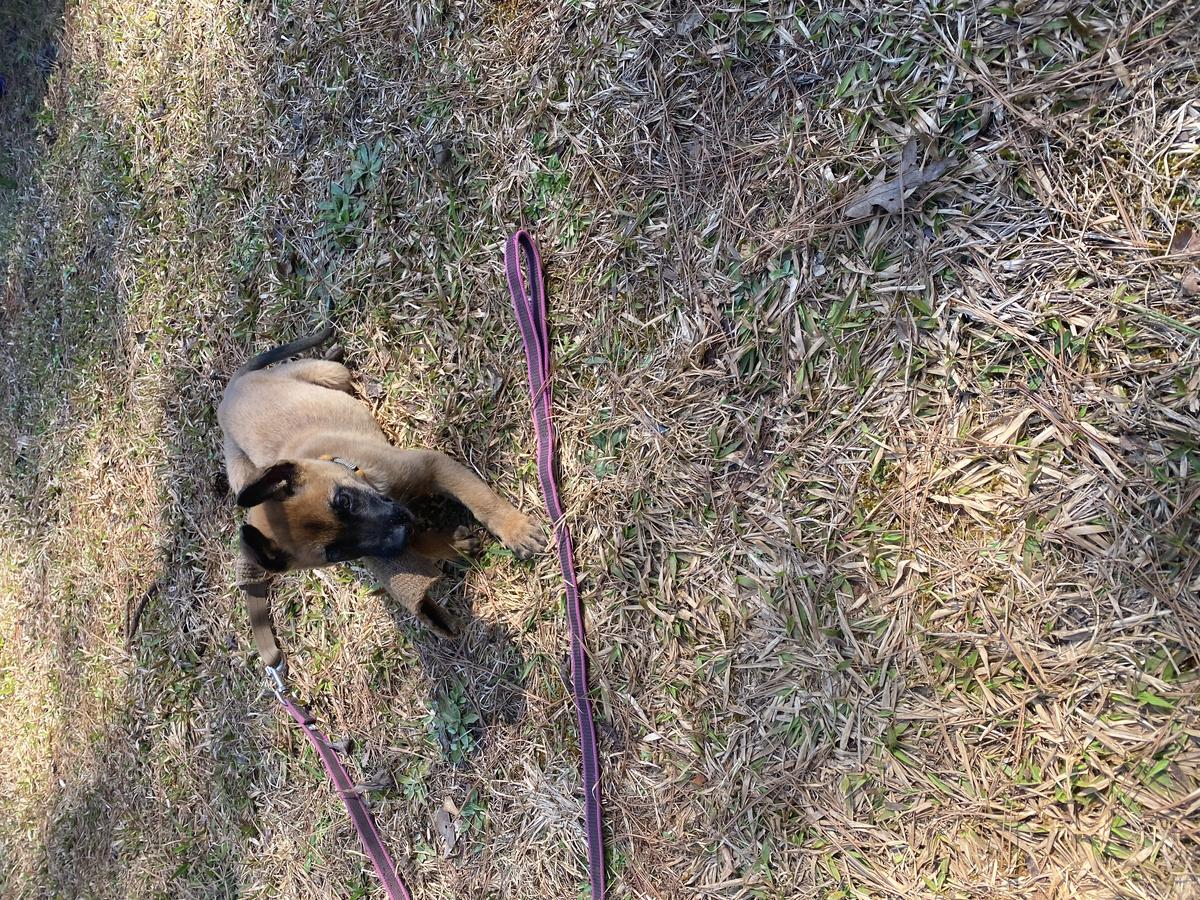 Taylor Van Ike | Belgian Malinois 
