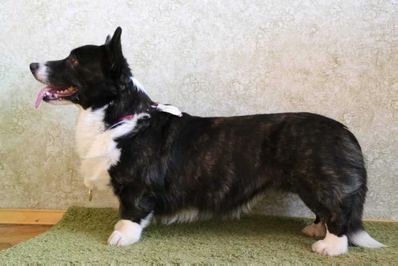 Dannidaks Cal'vados | Cardigan Welsh Corgi 