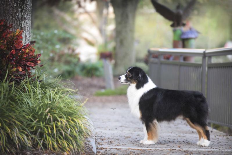 Malpaso Keep The Fire Burning | Australian Shepherd 