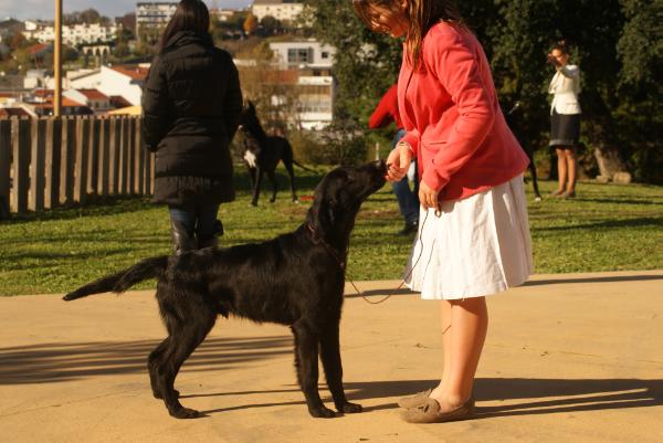 Magic Fire and Ice da Quinta da Bruma | Flat-Coated Retriever 