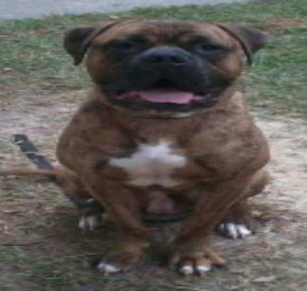 Williams' Grizzly | American Bulldog 