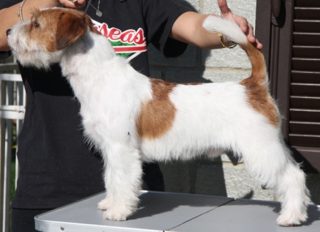 Royal di San Ruffino Jack Adone | Jack Russell Terrier 