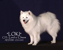 Hamilton-BeSota Lord O'Chaos | American Eskimo Dog 