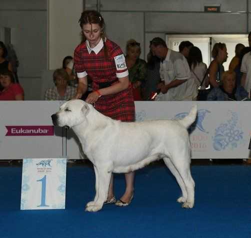 Elz Bullet Danaya Tsarskaya Roskosh | Central Asian Shepherd Dog 