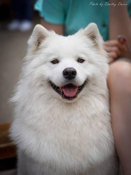 Snezhnoe Ocharovanie Baffy | Samoyed 