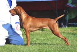 Toldins Roaneden She's Worth It | Hungarian Vizsla 