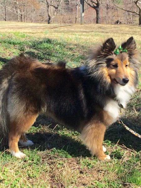 Aura | Shetland Sheepdog 