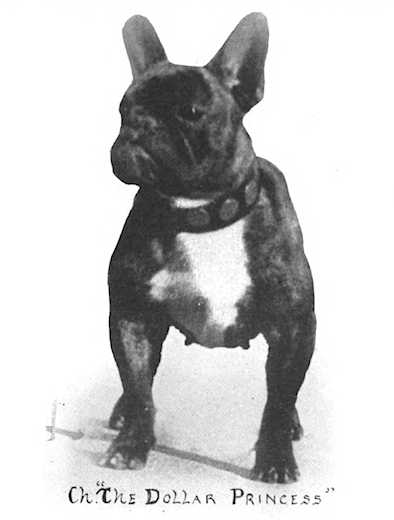 The Dollar Princess 149887 | French Bulldog 