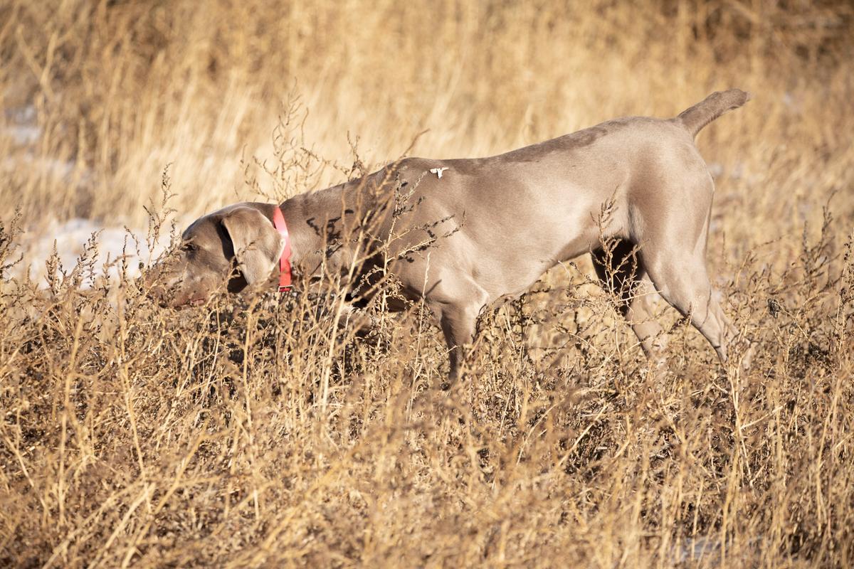 Sage Vom Z Haus | Weimaraner 