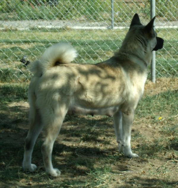 Miena Of Mckenna's Kingdom | Akita 