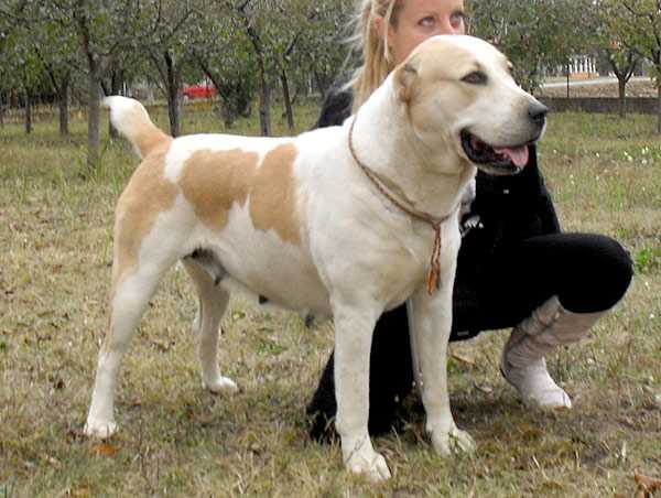 Bayburi Shandi Zhamal | Central Asian Shepherd Dog 