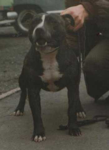 Vengill Black Cassius | Staffordshire Bull Terrier 