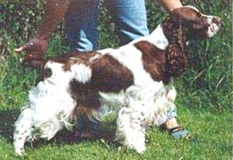 Trimere Time To Remember From Mompesson | English Springer Spaniel 