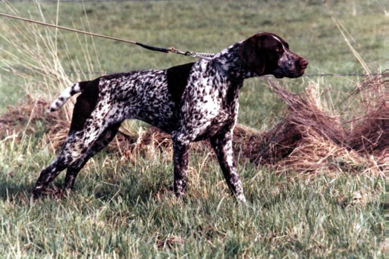 ILKA V OSTERBERG | German Shorthaired Pointer 