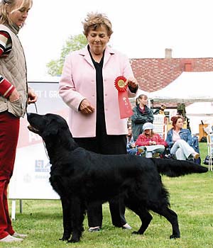 Moonstruck Jammy Cracker | Flat-Coated Retriever 