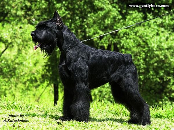 Gently Born Grand Prix | Giant Schnauzer 