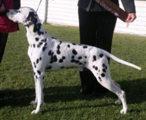 Trudals Black Majic | Dalmatian 