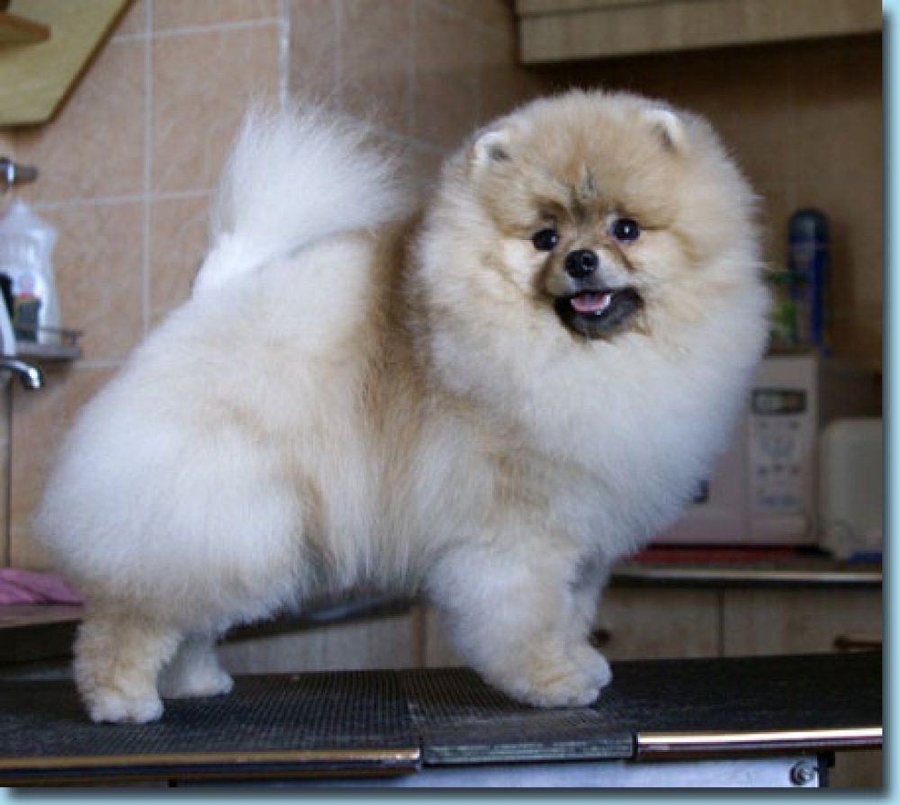 Chief lord | Pomeranian 