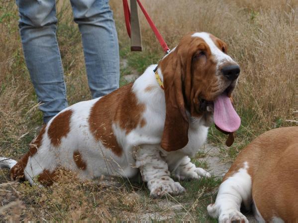 Joga Z Sennej Krainy | Basset Hound 