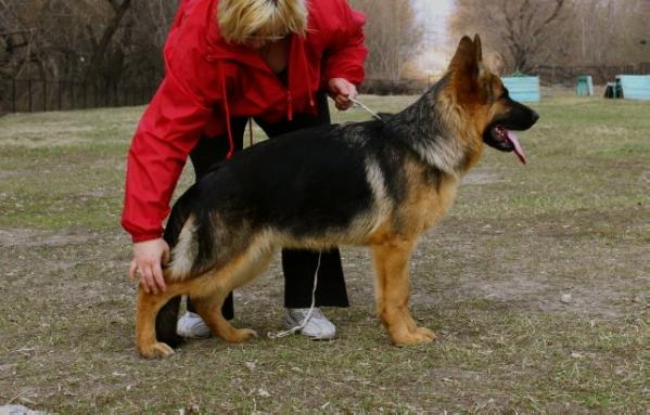 ?????????? ?????? | German Shepherd Dog 