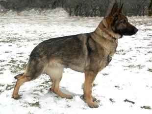 Iris Bohemian Grow | German Shepherd Dog 
