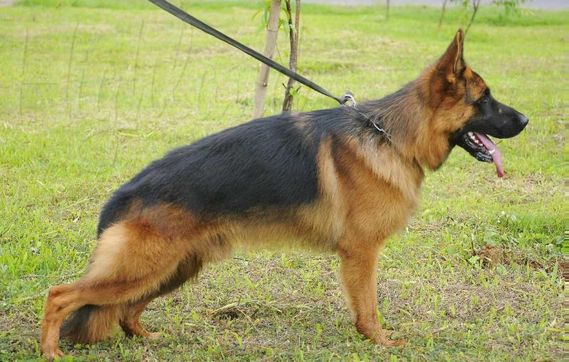 Ronaldo von der Piste Trophe | German Shepherd Dog 