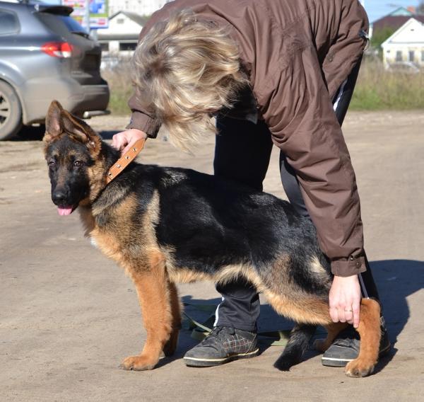 Mia vom Safari Land | German Shepherd Dog 