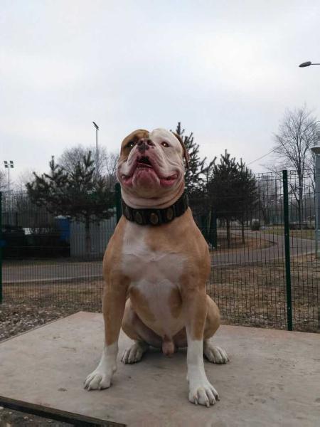 BELOLIT SETAN BONAPART | American Bulldog 