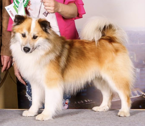 Steinunn´s Brími | Icelandic Sheepdog 