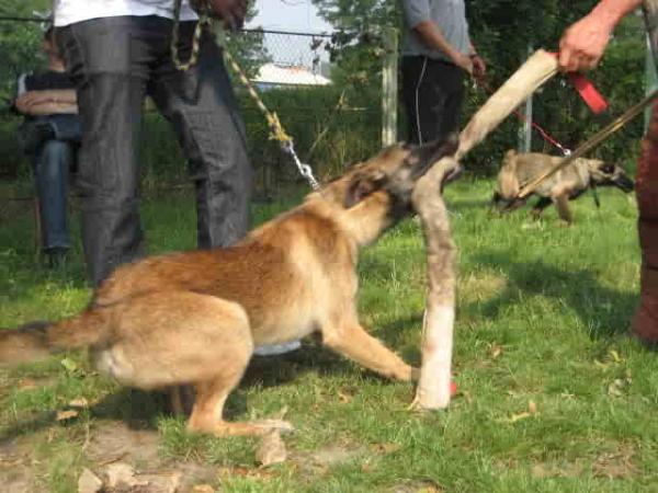 Brutus de Lilo Pyrrhate | Belgian Malinois 